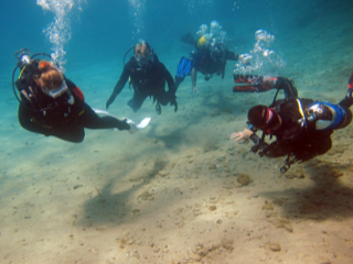 Group of divers spot an Octopus
