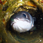 Conger eel in pipe at Santa Pola