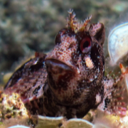 Tompot Blenny at Cabo de Palos