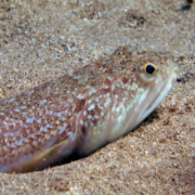 Weaver fish in the sand at Cala Cortina