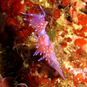 Nudibranch in Cartagena