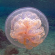Beautiful Jellyfish in Cala Cortina