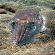 Cuttlefish in the sand at Cala Cortina