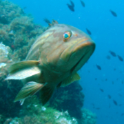 Grouper in the Islas Hormigas Marine Reserve