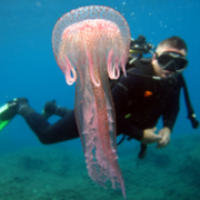 Diver and Jellyfish in the bay at Cabo de Palos