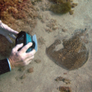 Diver photographing ray in Cala Cortina